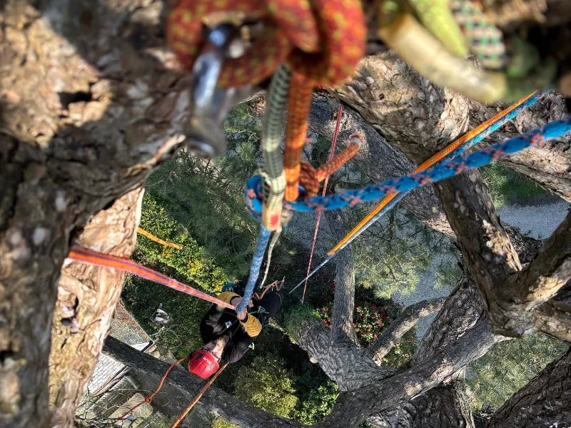 elagueur mesnil roc h