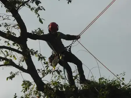 élagueur à Tinténiac - image 3