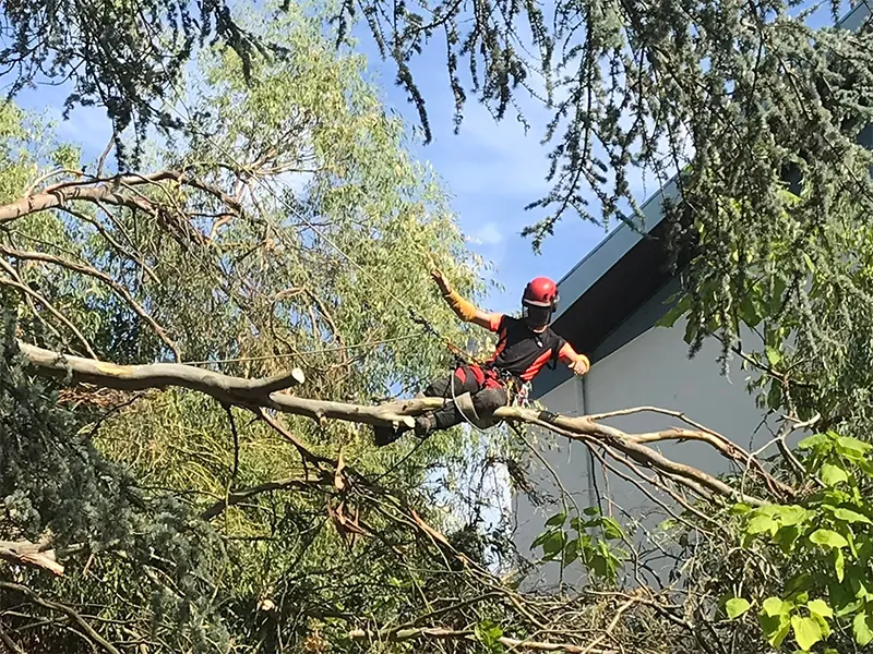 pavage plouer sur rance