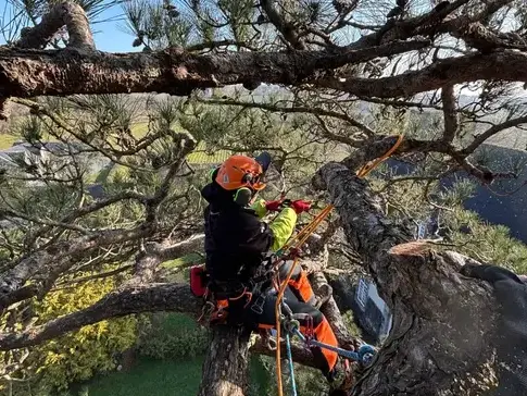 paysagiste à Betton - image 4