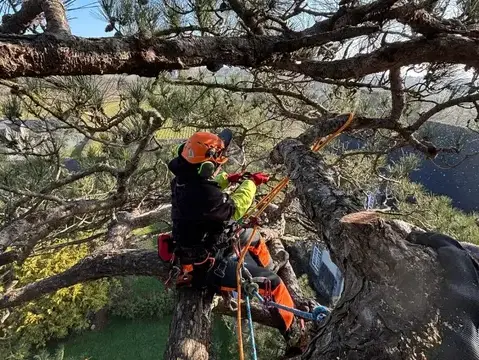 paysagiste à Dinard - image 2