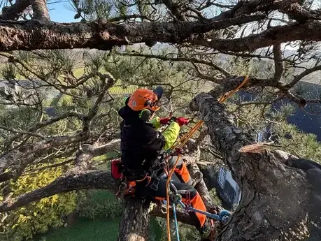 paysagiste Dol-de-Bretagne-5