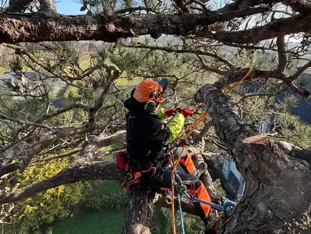 paysagiste à La Mézière - image 4