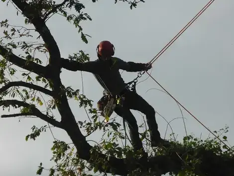 paysagiste La Mézière-5