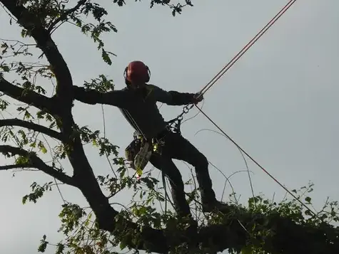 paysagiste Melesse-5