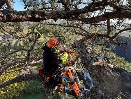 paysagiste à Saint-Grégoire - image 2