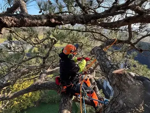 paysagiste à Tinténiac - image 2