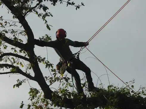 paysagiste à Tinténiac - image 3