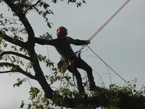 pose cloture à La Mézière - image 4