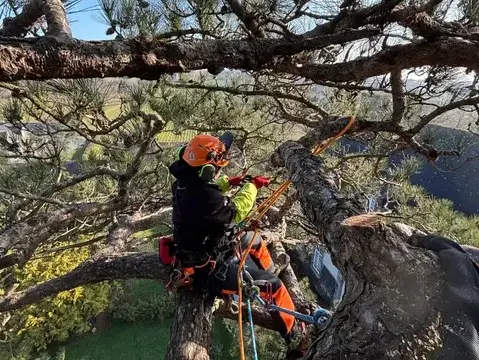 taille d'arbre à Betton - image 2