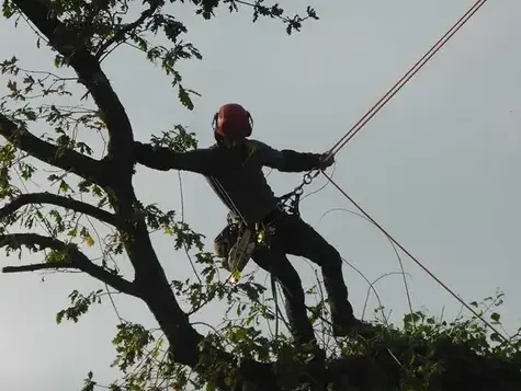 taille d'arbre à Betton - image 3