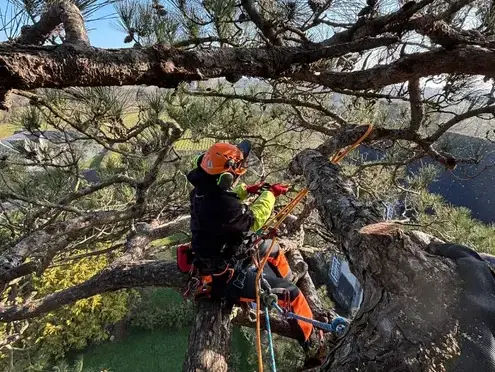 taille d'arbre Combourg-1