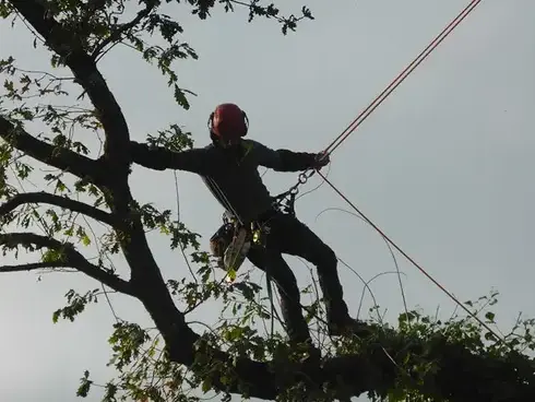 taille d'arbre Combourg-5