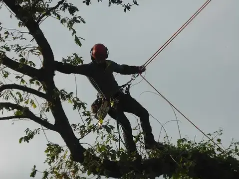 taille d'arbre à Dinan - image 4