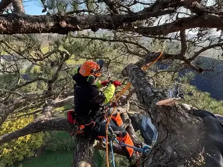 taille d'arbre Dinan-5
