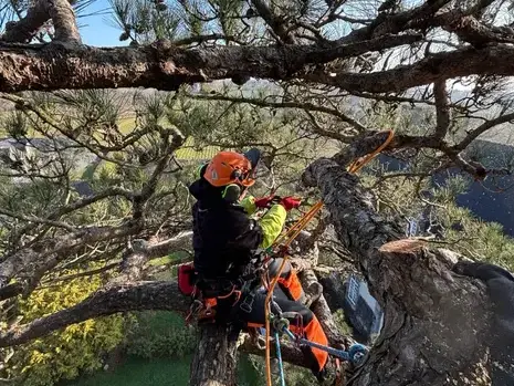 taille d'arbre à Dinard - image 3