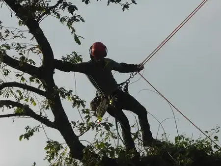 taille d'arbre à Dol-de-Bretagne - image 2