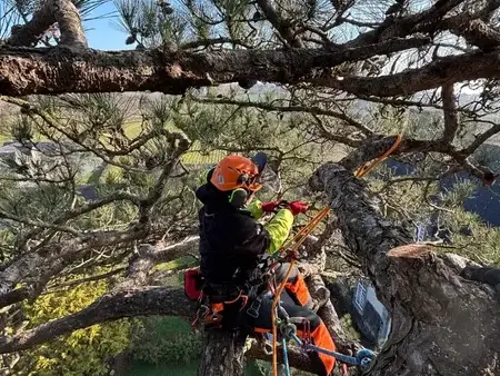 taille d'arbre Dol-de-Bretagne-5