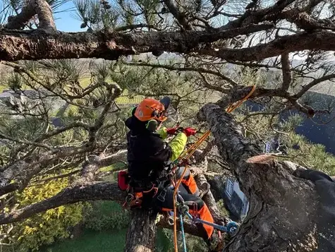taille d'arbre La Mézière-5
