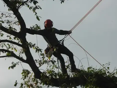 taille d'arbre Melesse-1