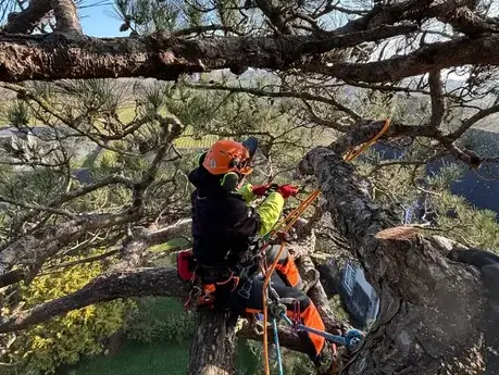 taille d'arbre à Mesnil-roc'h - image 3