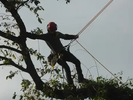 taille d'arbre Mesnil-roc'h-5