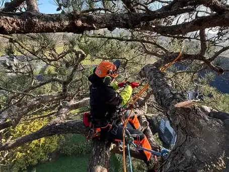 taille d'arbre à Plouër-sur-rance - image 2