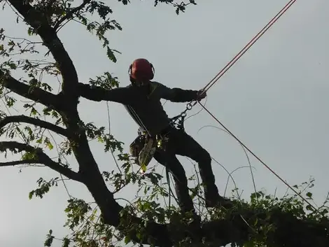 taille d'arbre Saint-Grégoire-1