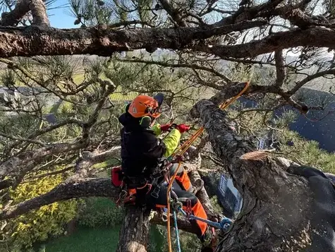 taille d'arbre à Saint-Grégoire - image 3