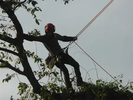 taille d'arbre à Saint-Malo - image 3