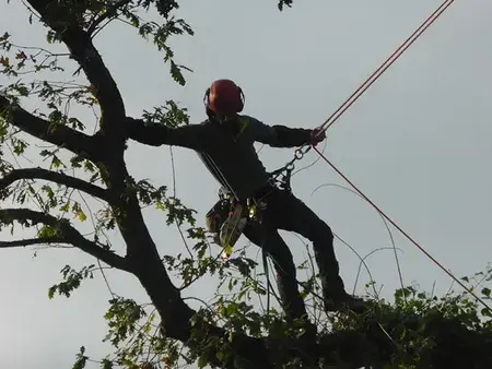 taille d'arbre à Tinténiac - image 4