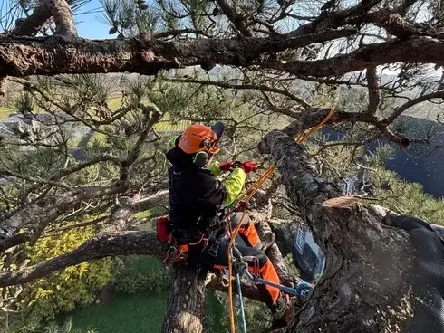 taille d'arbre Tinténiac-5
